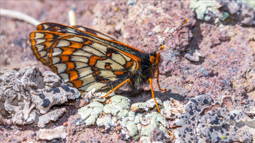 Turkey: Near-threatened butterfly observed 50 years later
