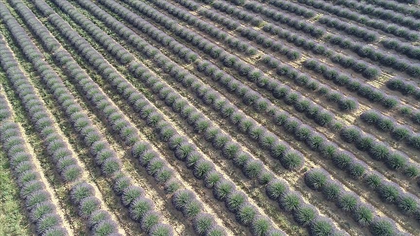 Çiftçilere 200 milyon metrekare Hazine arazisi kiraya verilecek