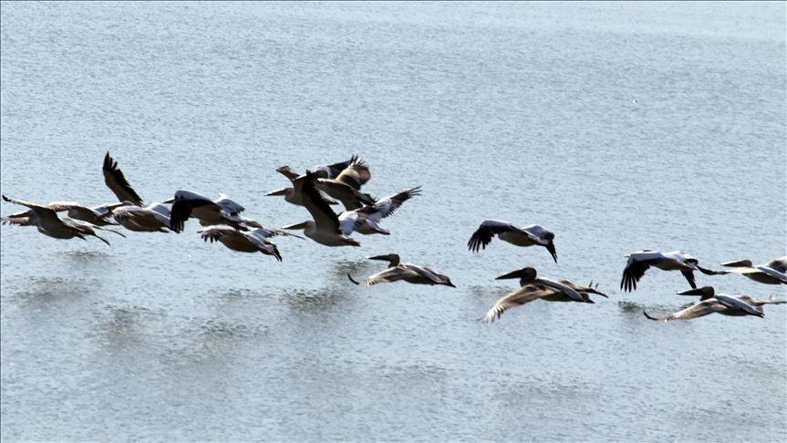 Göç yolundaki pelikan sürüsü İvriz Barajı'nda mola verdi