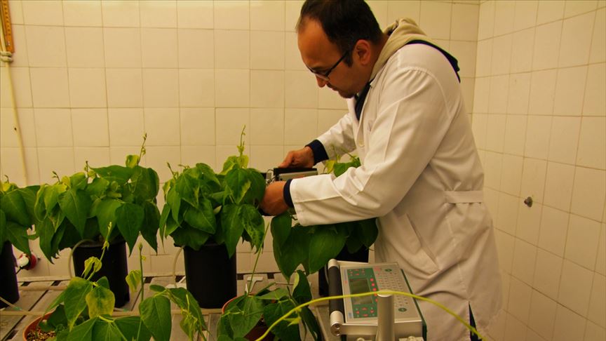 دراسة لفريق أكاديمي تركي حول تأثير الموسيقى على نمو النباتات
