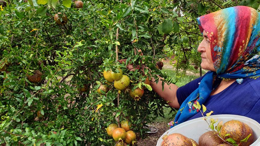 Doğu Akdeniz'de 'nar ekşisi zamanı