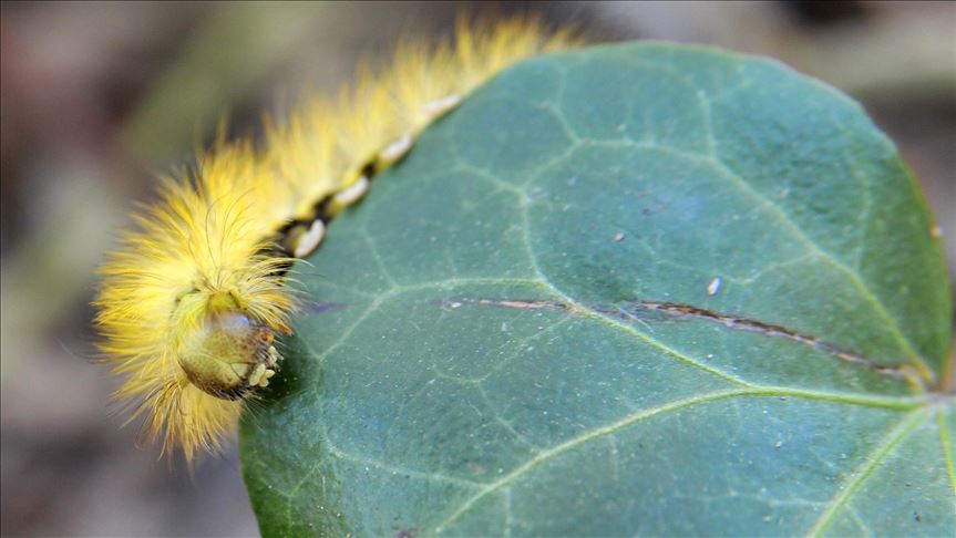 caterpillar emerge