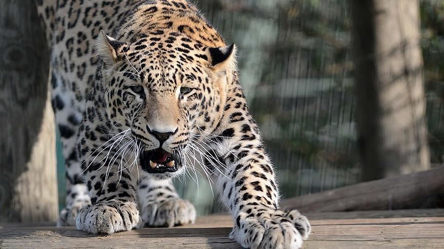 Mueren dos niños en la India atacados por leopardos