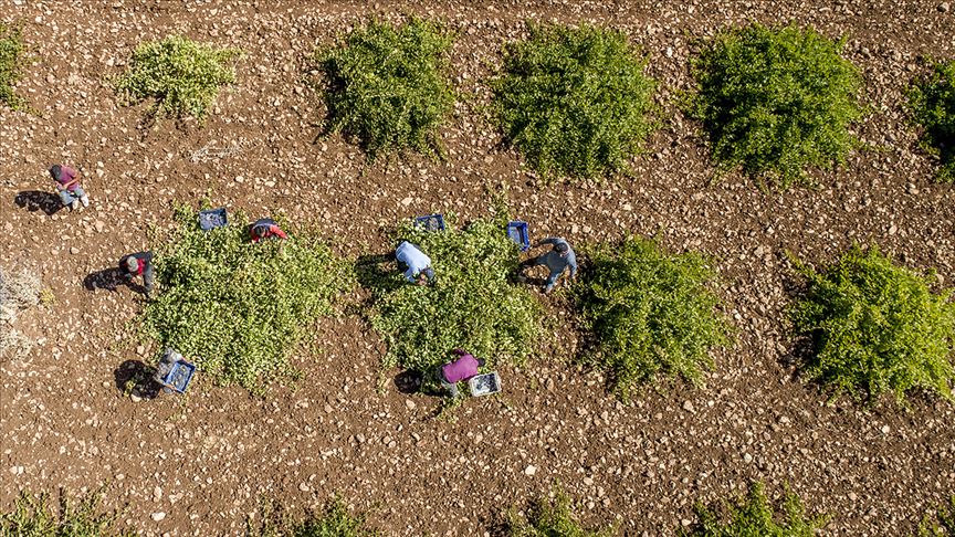 'Mezrone' üzümünde bağ bozumu heyecanı