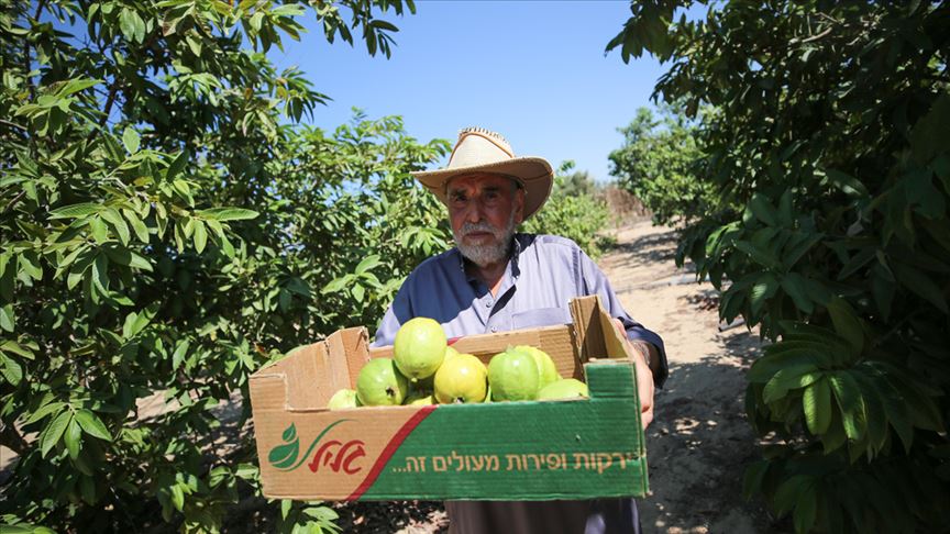 زراعة الجوافة في غزة تصارع الآفات وملوحة المياه