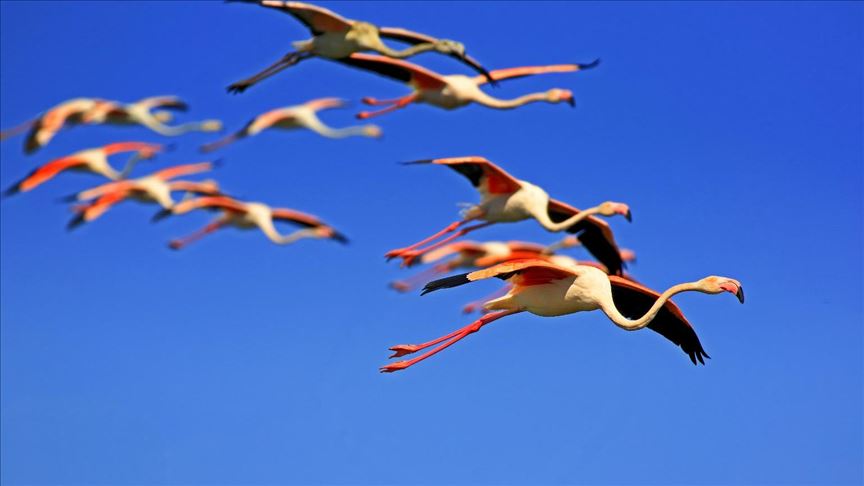 Turquie: Le splendide spectacle des flamants roses sur le Lac Acigöl