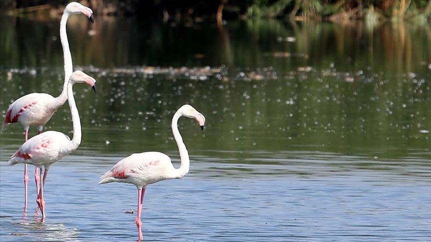 Flamingos offer visual feast in western Turkey lake