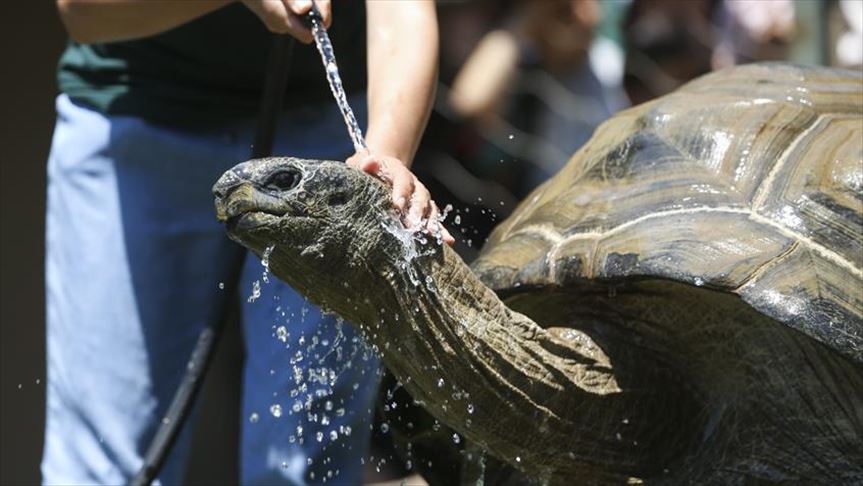 Ngordh breshka 344-vjeçare e Afrikës