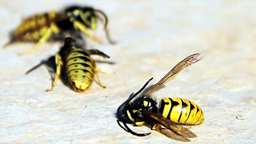 Climate change: A menace to wild bees