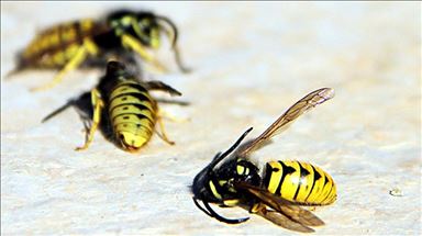 Climate change: A menace to wild bees