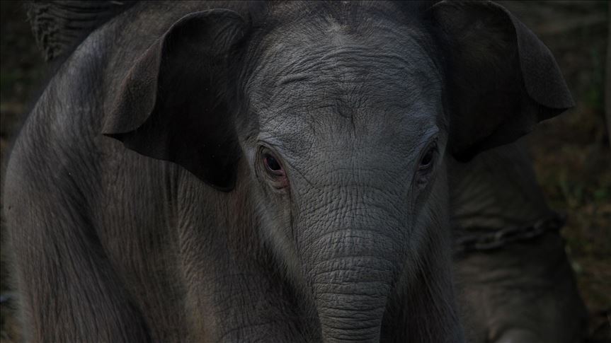 Tajland: Šest slonova se utopilo u nacionalnom parku
