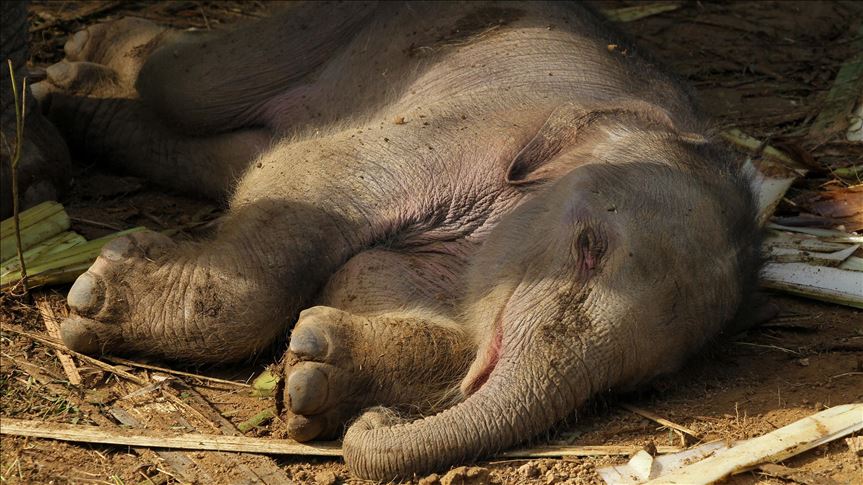 Thailand kembali temukan 5 gajah tewas di air terjun 