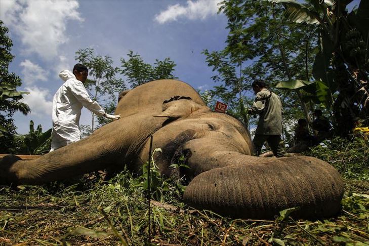 Thailand temukan 2 dari 11 bangkai gajah yang mati di air terjun