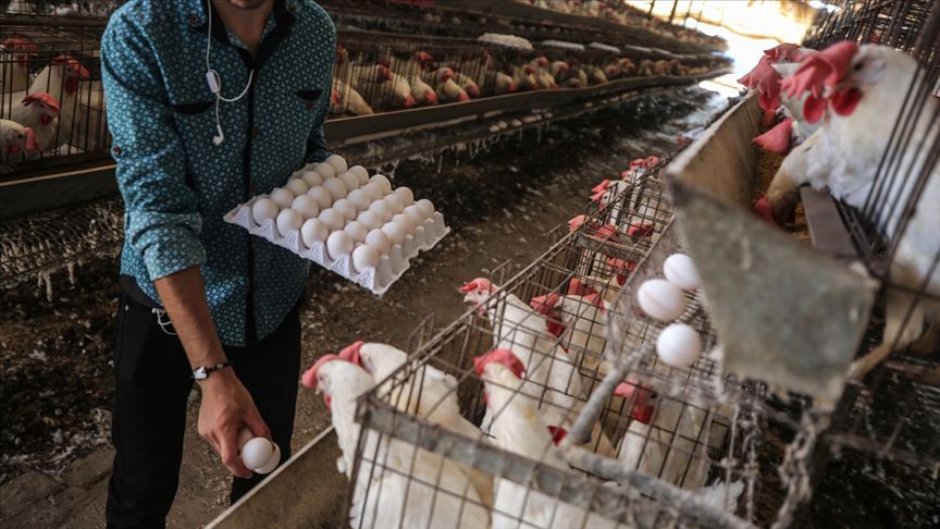 200 مليون بيضة على موائد الفلسطينيين بغزة سنويا! (تقرير)
