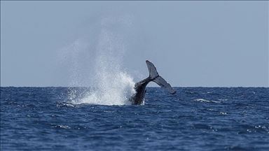 10 whales die at Indonesia’s southern coast