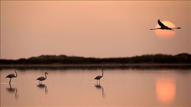 World Migratory Bird Day being observed