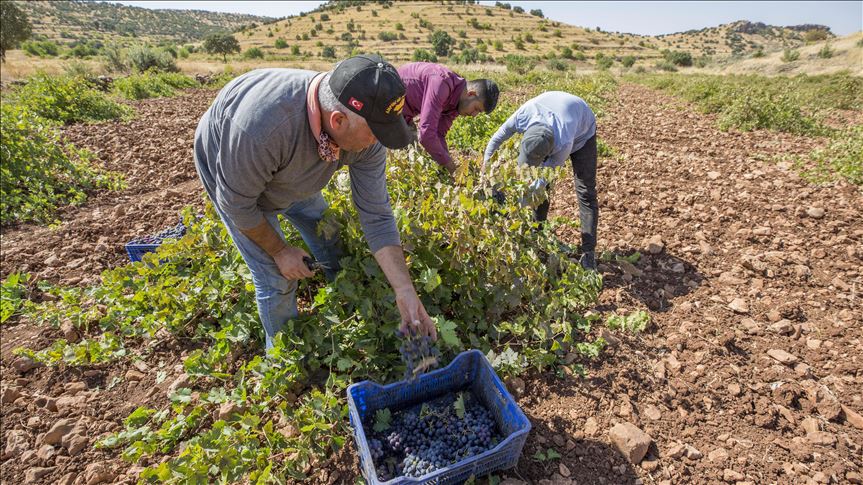 En Turquía aseguran que demanda mundial de productos agrícolas aumentará 60% en 2030 