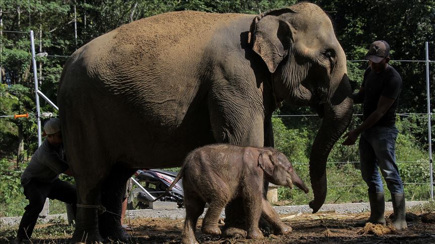 Myanmar translokasikan gajah yatim ke kamp konservasi