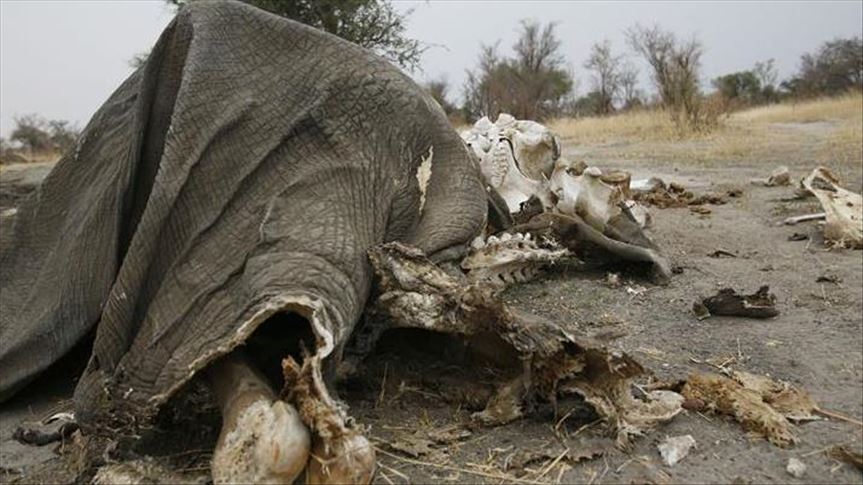 Zimbabwe: National park elephants die of starvation