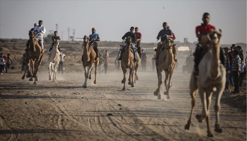 20 جملا يشاركون في أول سباق للهجن بغزة 