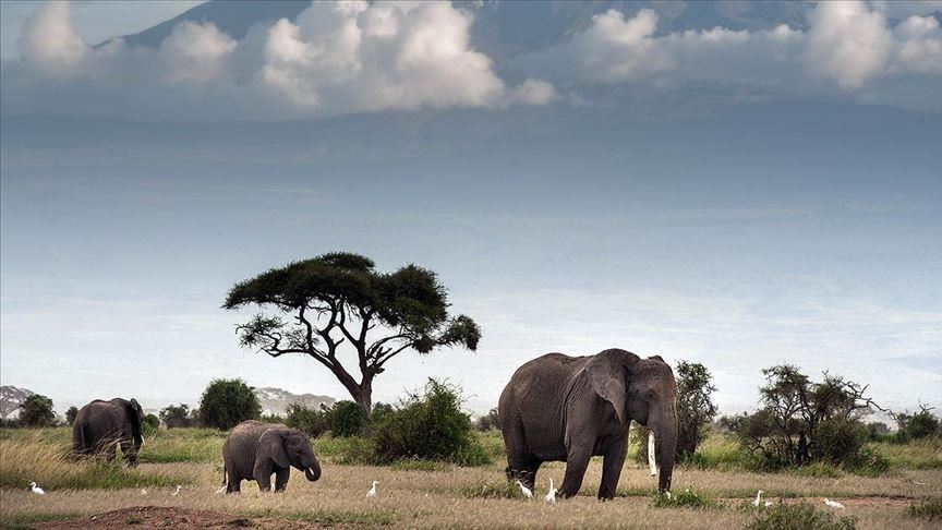 Zimbabwe: Drought claims 55 elephants