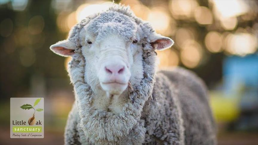 Chris, sheep famed for heaviest fleece, dies