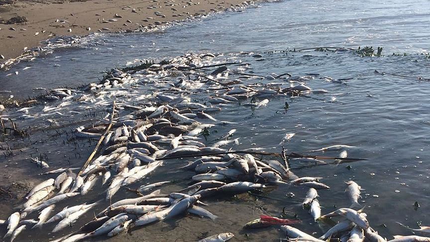 مرگ ماهیان دریاچه «قره‌سو» در کرمانشاه ایران
