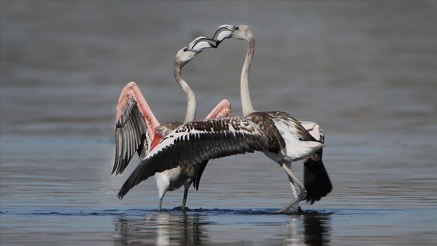 Flamingos nesting in eastern Turkey ready to migrate