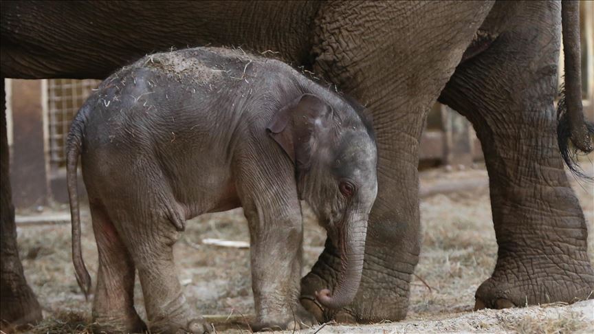 Gobierno de Zimbabue habría vendido crías de elefantes a China 