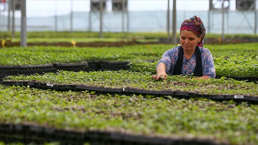Yarim Asirlik Kooperatifte Yilda 5 Milyon Fidan Uretiliyor