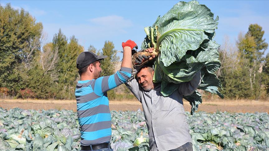 Yozgat'ta dev lahana hasadı