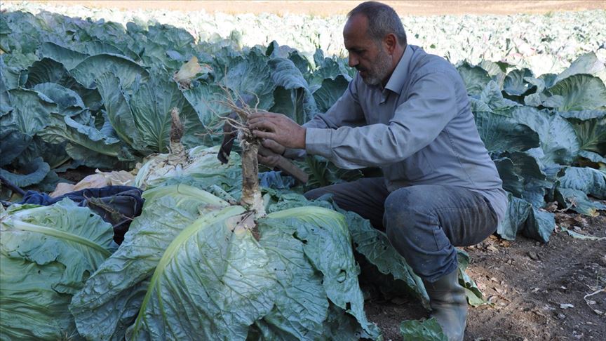 تركيا.. انتاج رأس ملفوف عملاق وزنه 47 كغ