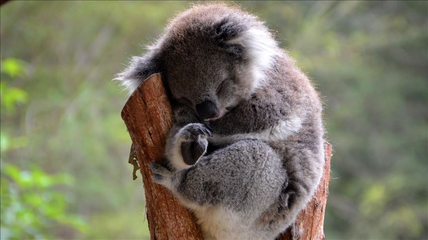 Cientos De Koalas Podrian Haber Muerto Por Incendio En Australia