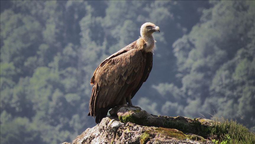 Vulture population in Pakistan shows tentative signs of recovery