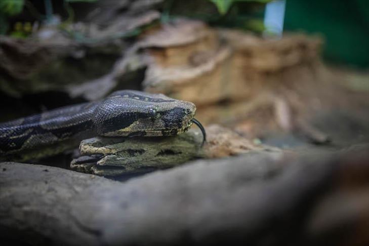 172 tahun dinyatakan punah, ular buta muncul kembali di Singapura