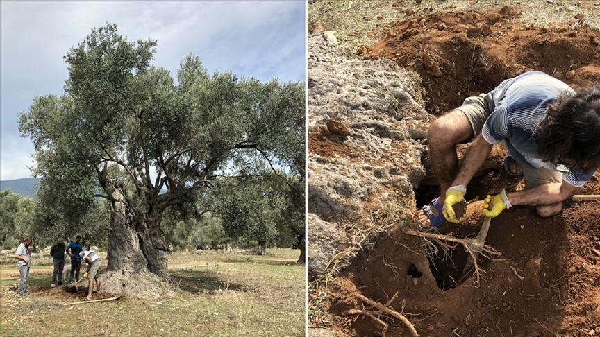 Turkish scientists determine age of centuries-old tree