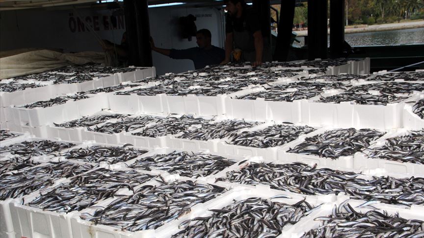 Karadeniz’de hamsi bolluğu 