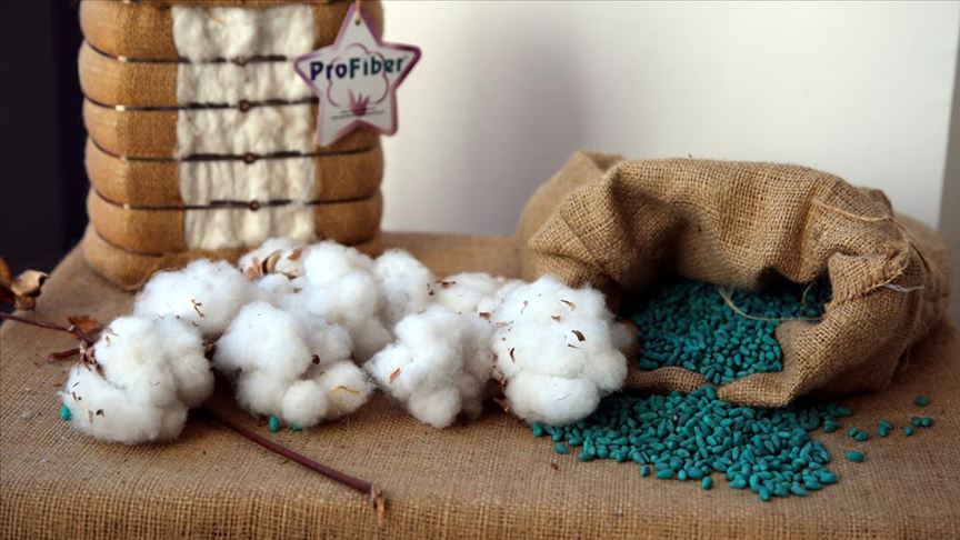 Yerli pamuk tohumlarını 7 ülkeye ihraç ediyorlar