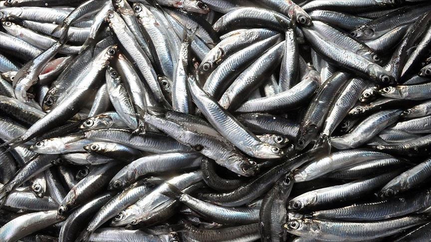 Batı Karadeniz'de hamsi bolluğu yüzleri güldürdü