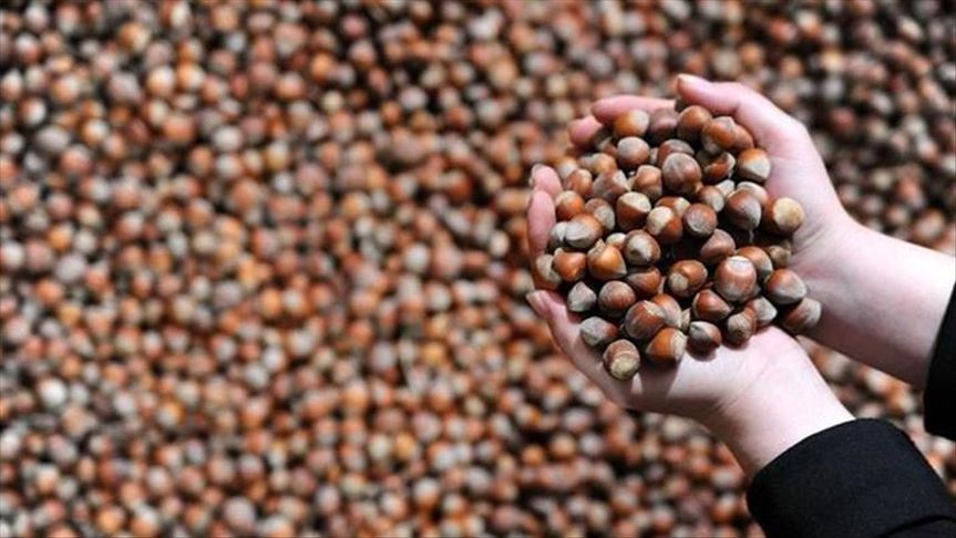 Turkey's hazelnut exports hit record high in 2 months