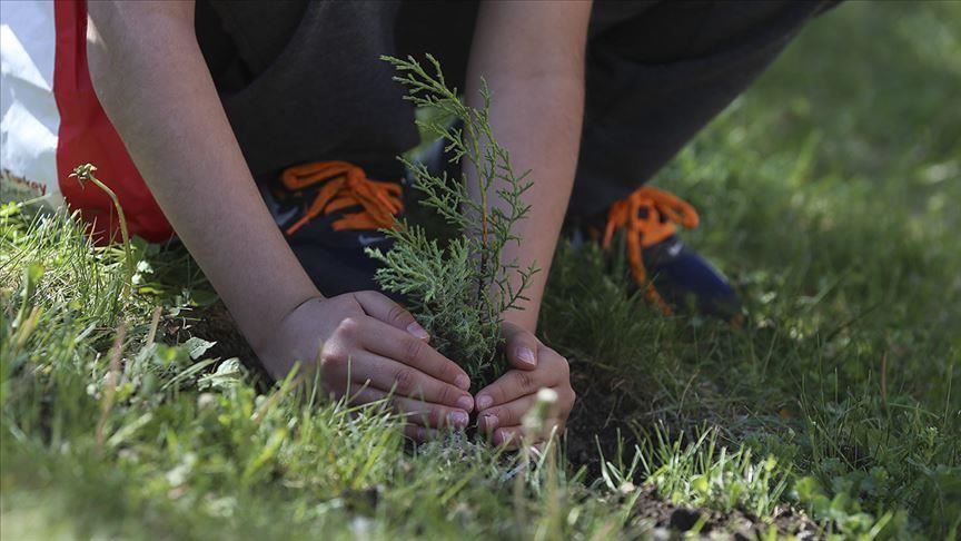 Turkey to plant 11 million saplings in Nov