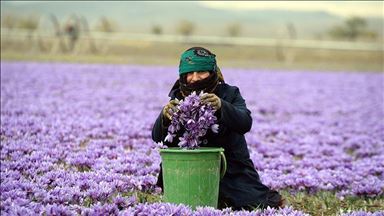 ئێران.. وەرزی کۆکردنەوەی بەرھەمی زەعفەران