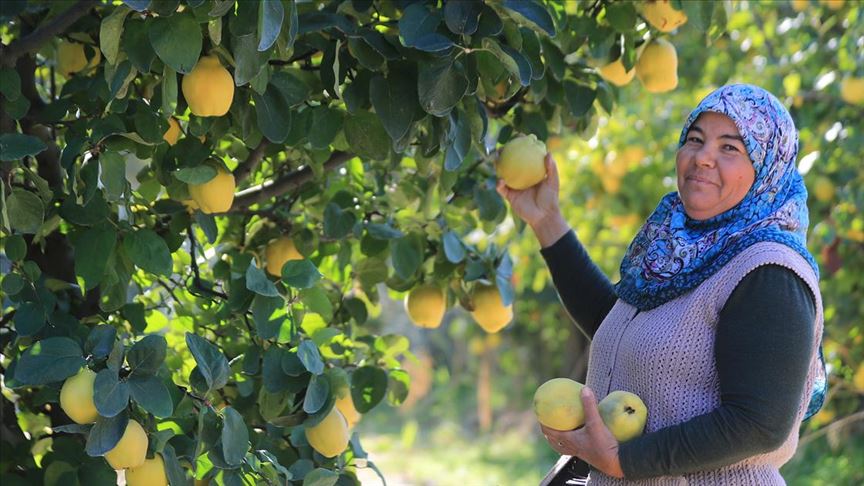 Ayva fiyatındaki artış üreticileri sevindirdi