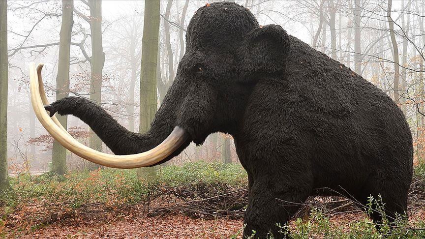 U Meksiku otkrivene 15.000 godina stare zamke za lov mamuta
