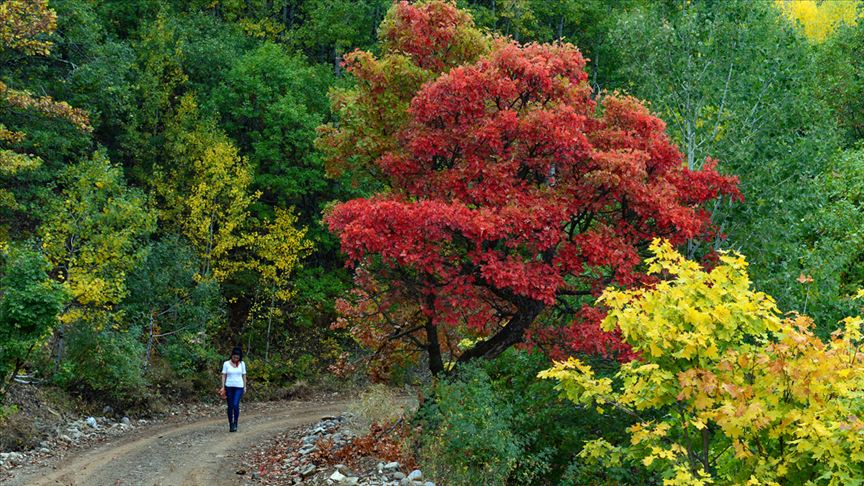 غابات "طونجالي" التركية.. لوحة جمالية من "قلب الطبيعة" (تقرير)