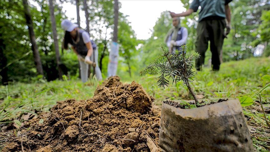 Turkey: Nov. 11 declared National Forestation Day