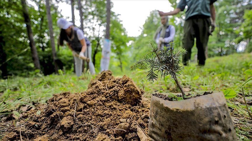 Turki akan rayakan 'Hari Hutan Nasional' pada 11 November