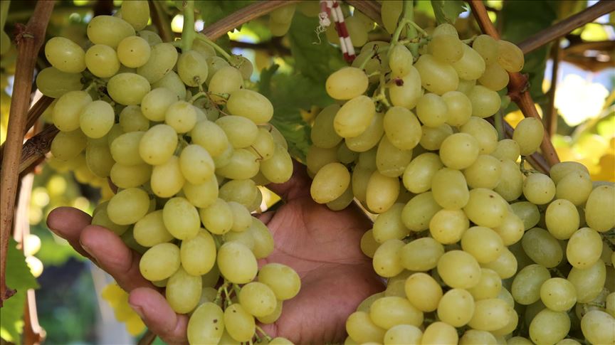 Турция экспортирует виноград в 56 стран 
