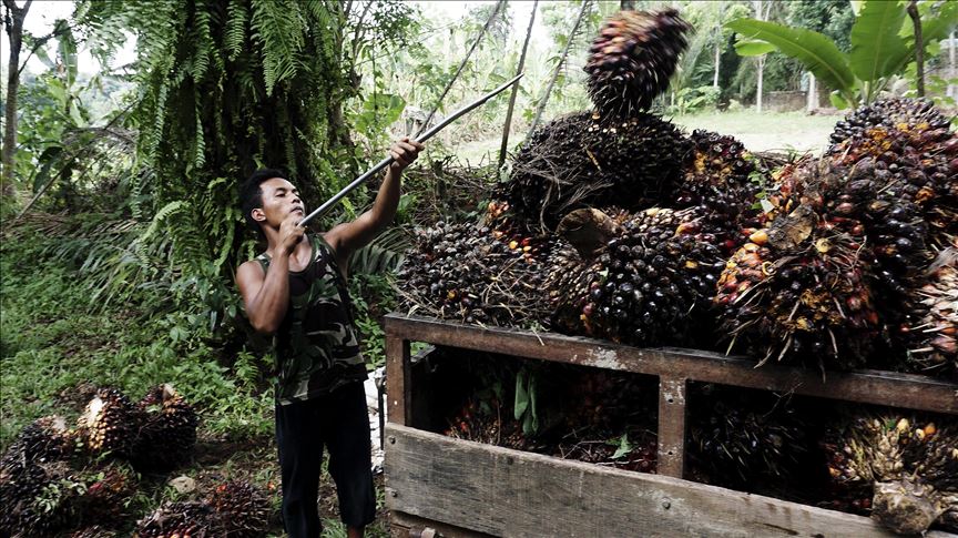 Malaysia turns to Africa after India rebuke on palm oil