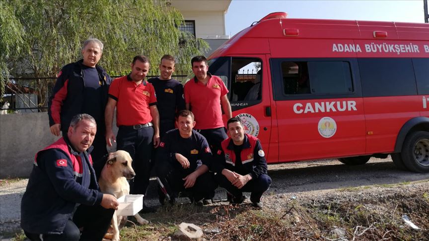 Adana'da kayalıklara sıkışan gebe köpek kurtarıldı 